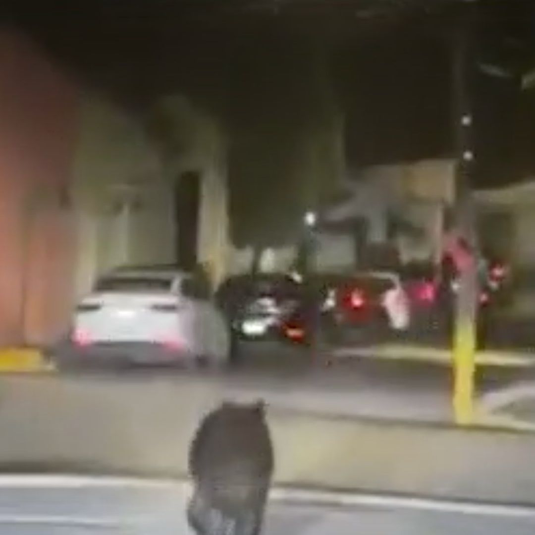 Un oso fue captado  deambulando por calles del municipio de Santiago