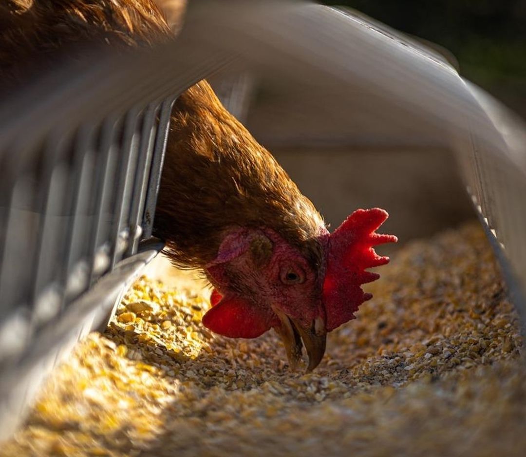 Se han identificado brotes de gripe aviar AH5N2 en aves de granja del Estado de México y de Michoacán