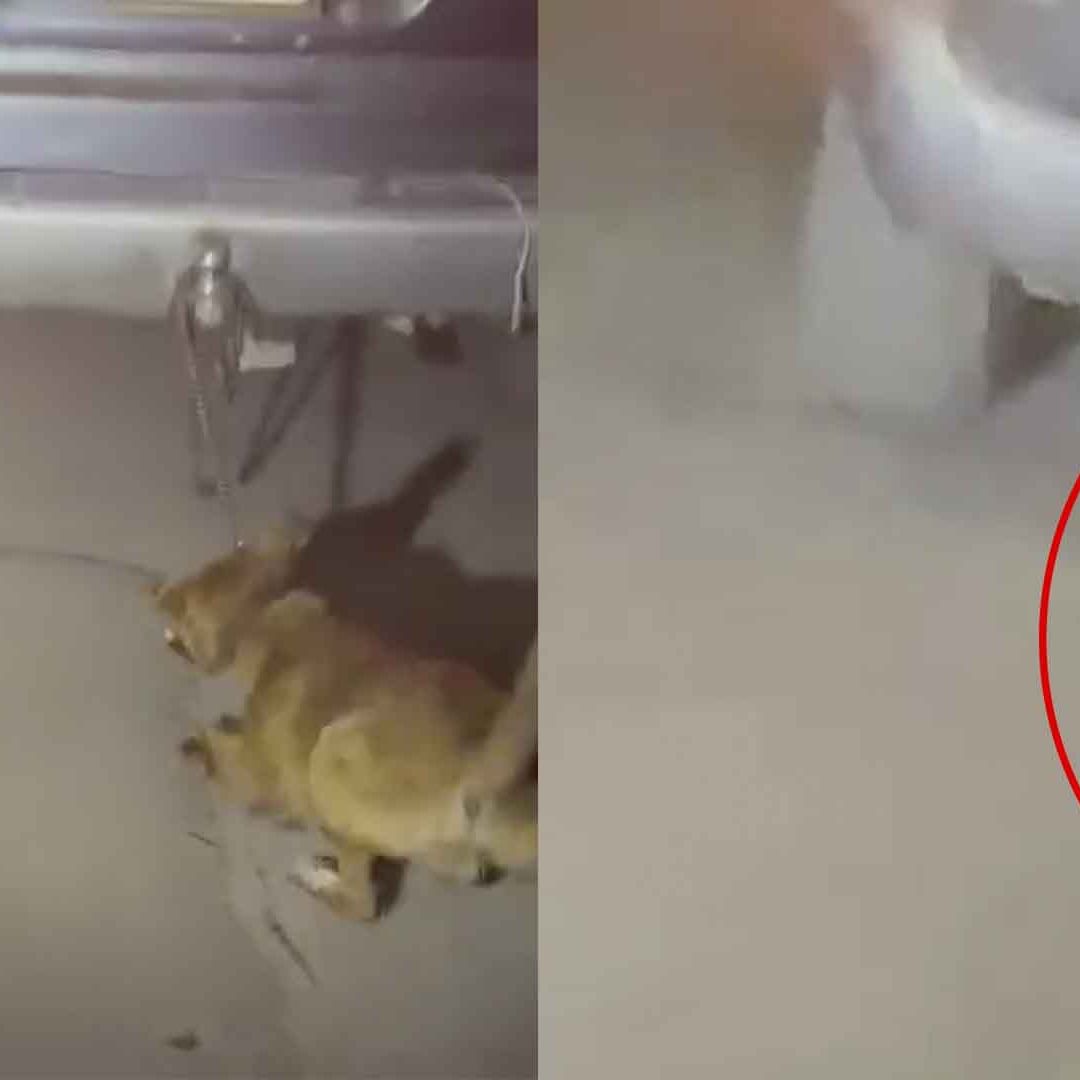 Captan a Conductor Arrastrando a Perro Atado a su Camioneta en Torreón