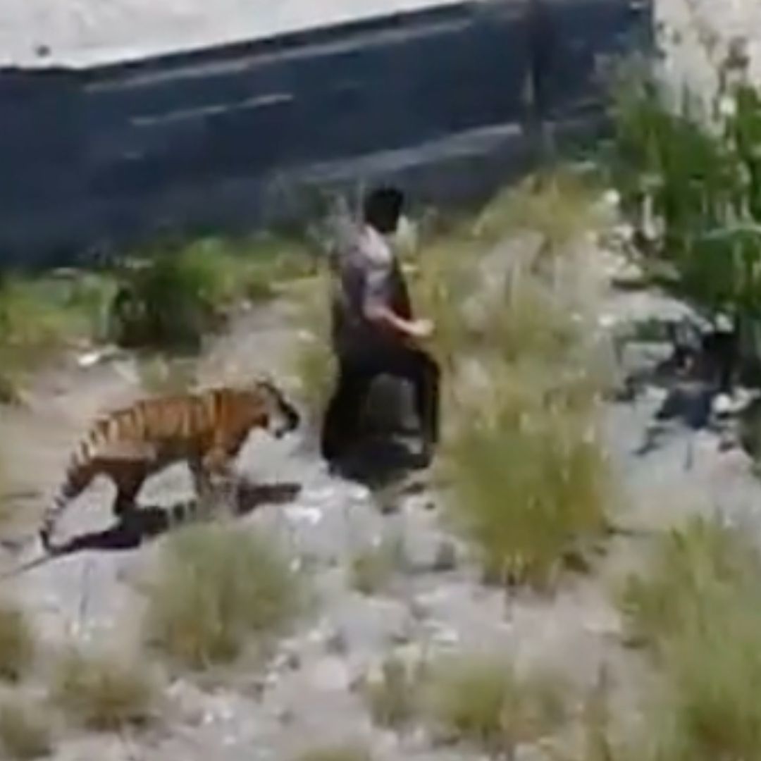 Tigre y dueño