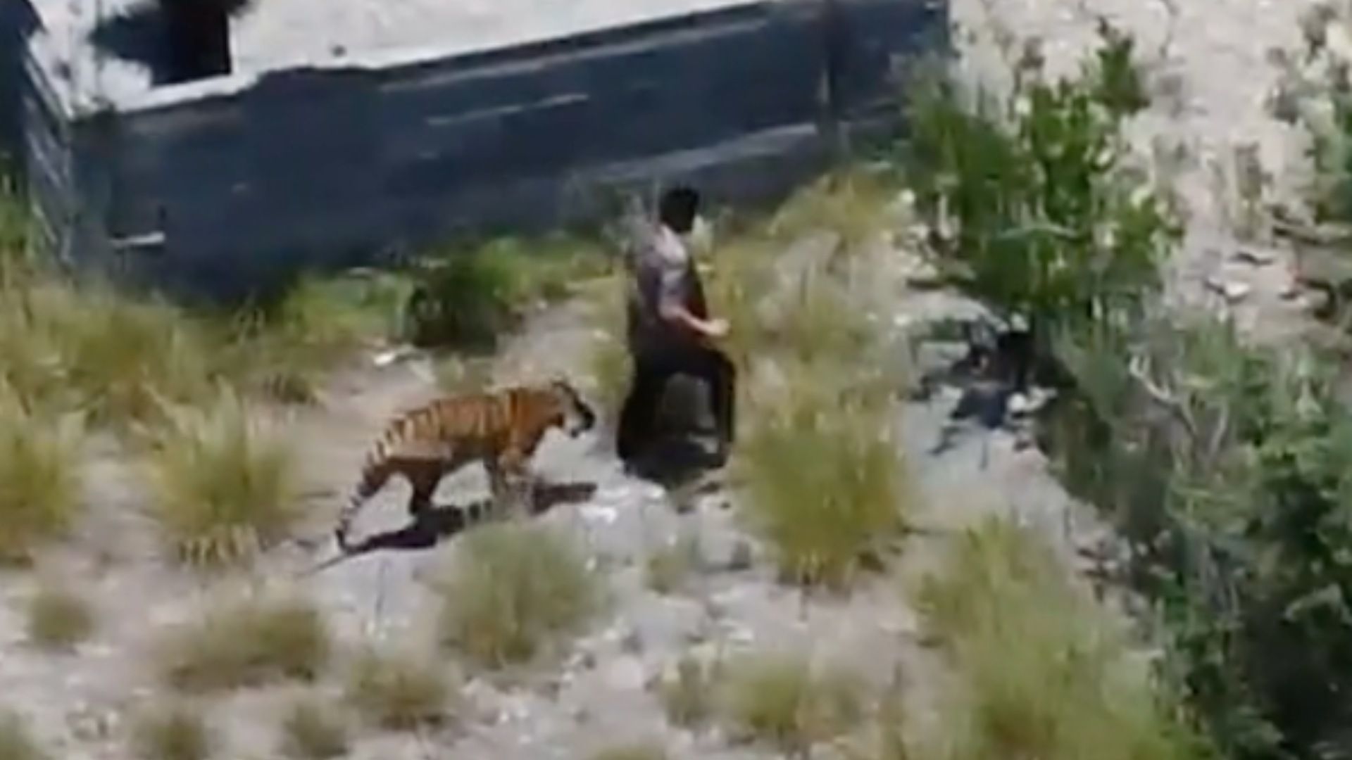 Tigre y dueño