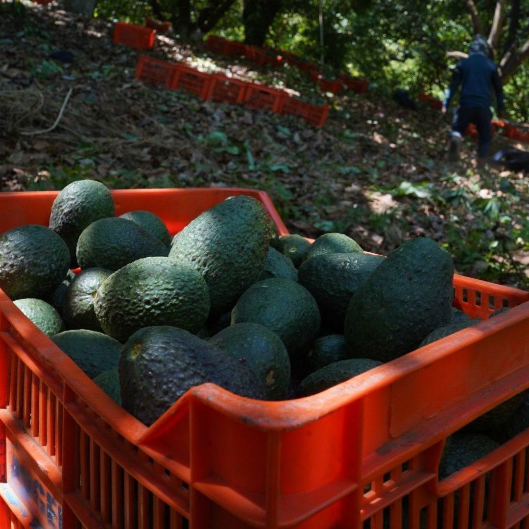 EUA Frena Importación de Aguacates de Michoacán tras Agresión Contra sus Inspectores
