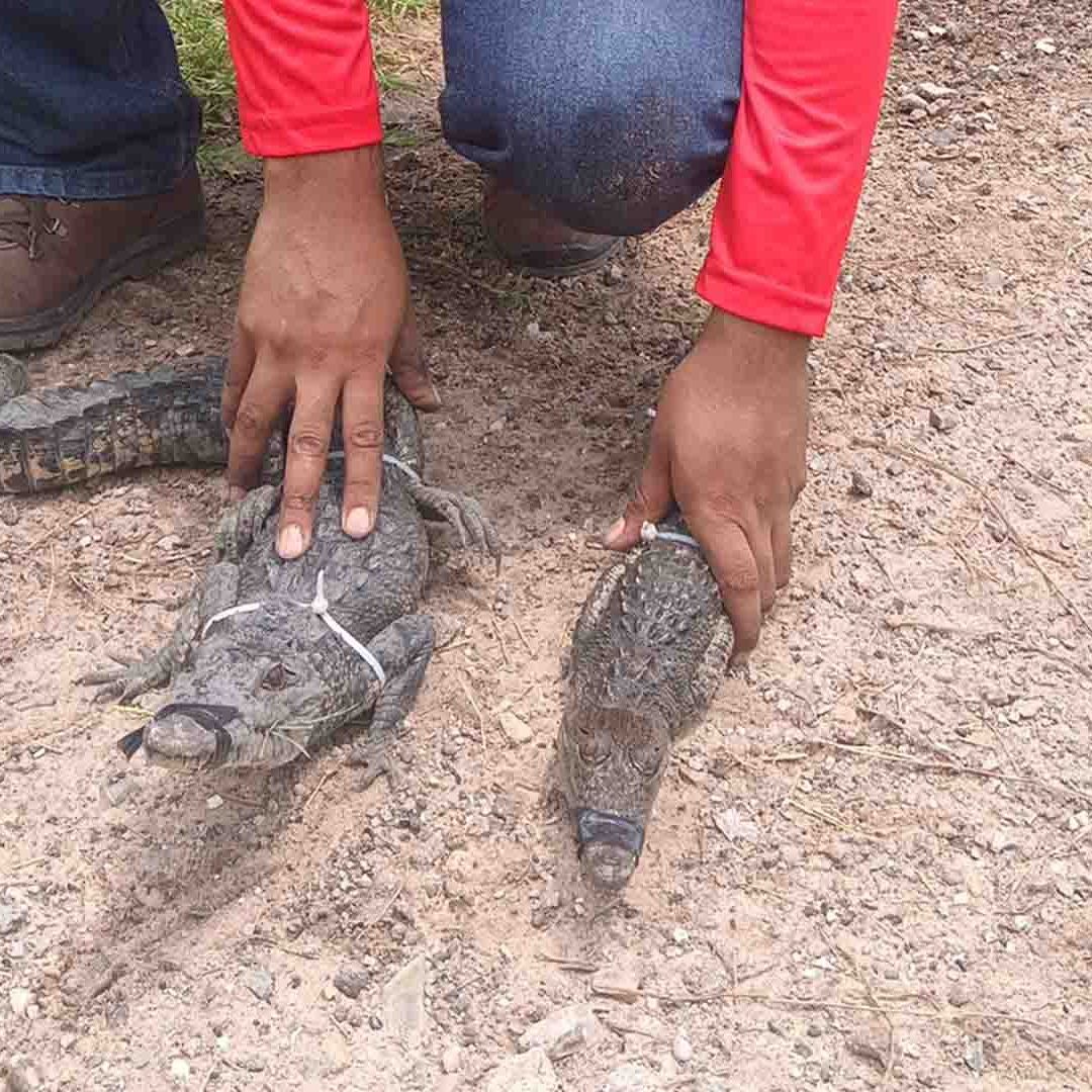 Capturan Dos Cocodrilos en Ciudad Madero; Continúan Avistamientos en Colonias
