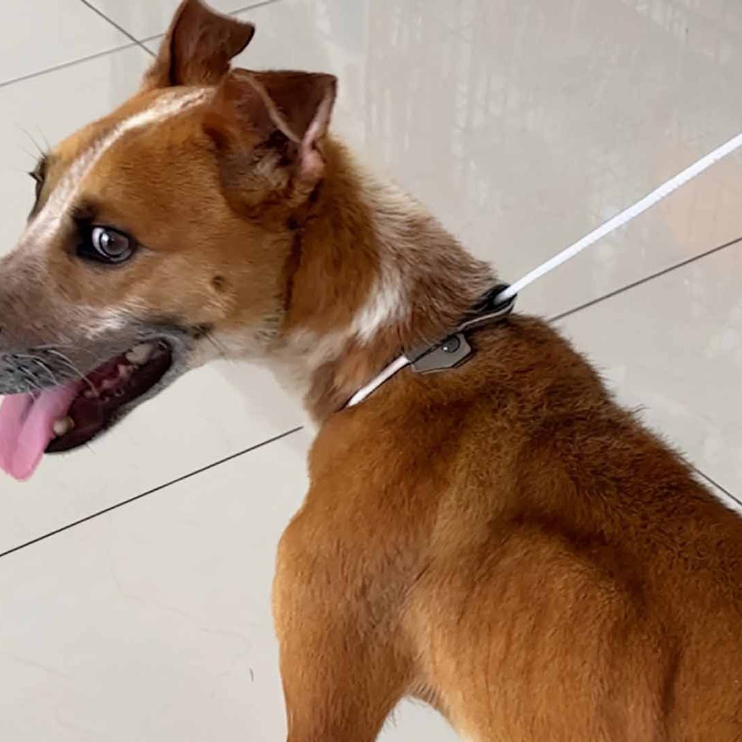 Matan a su Perro por Supuestas Represalias Después de Accidente en Coahuila