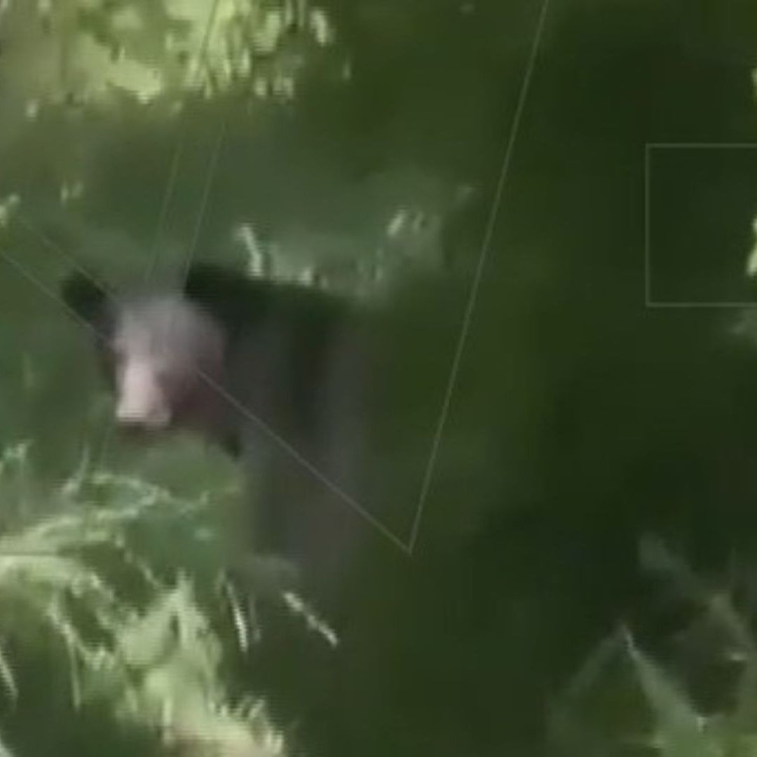 Avistamiento de un oso en el municipio de El Carmen, Nuevo León