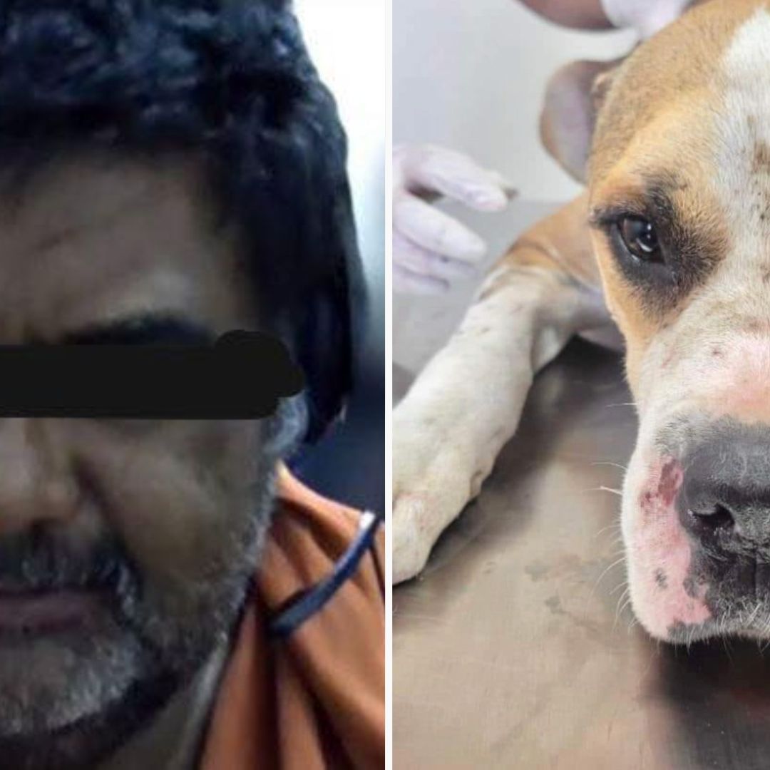 Liberan a Presunto Agresor de “Chencho”, Perrito Maltratado que fue Rescatado en Mexicali