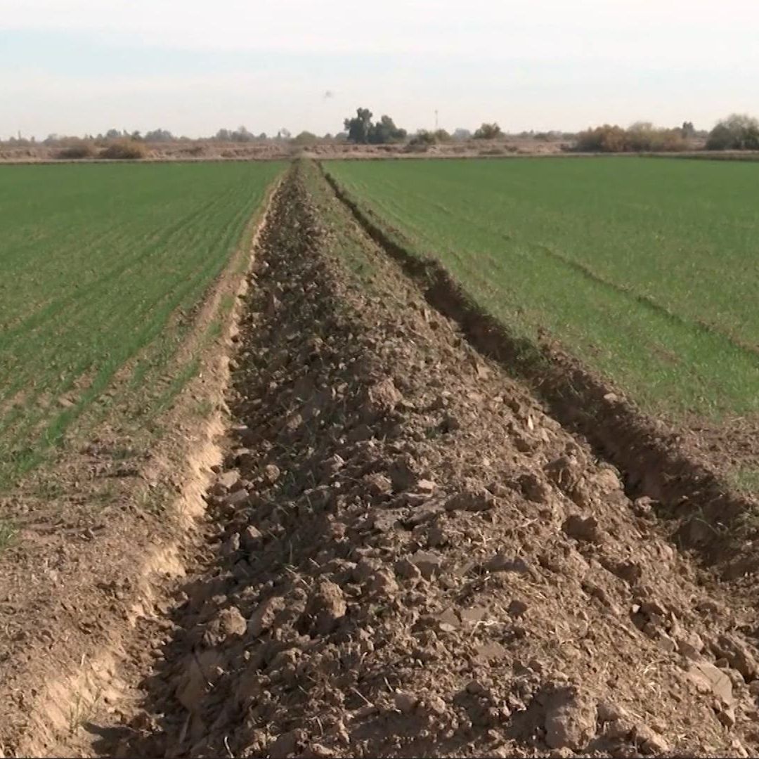 Muere Otro Trabajador del Campo por Golpe de Calor en Valle de Mexicali