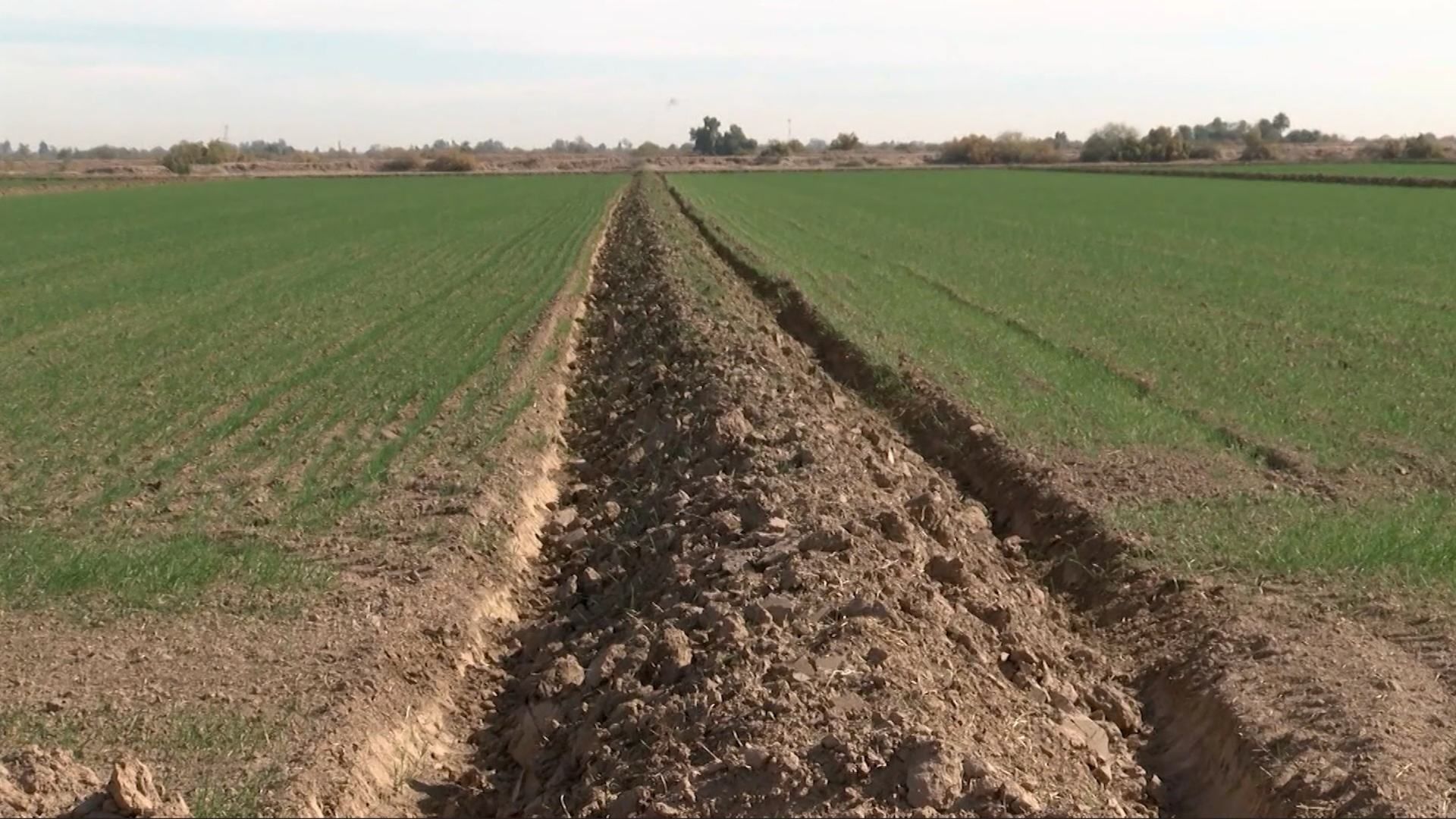 Muere Otro Trabajador del Campo por Golpe de Calor en Valle de Mexicali