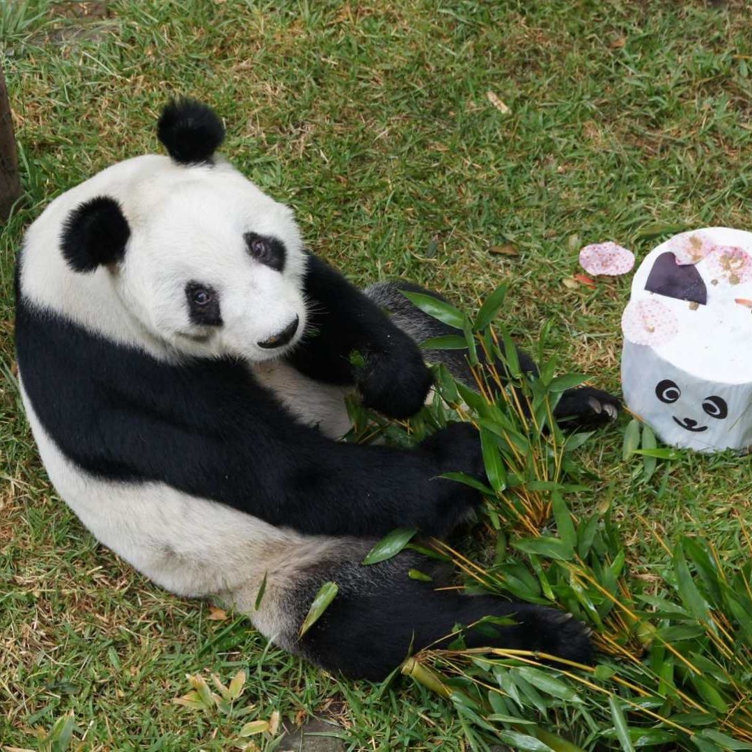 Xin Xin, la última panda gigante nacida en México, celebró este fin de semana su cumpleaños.
