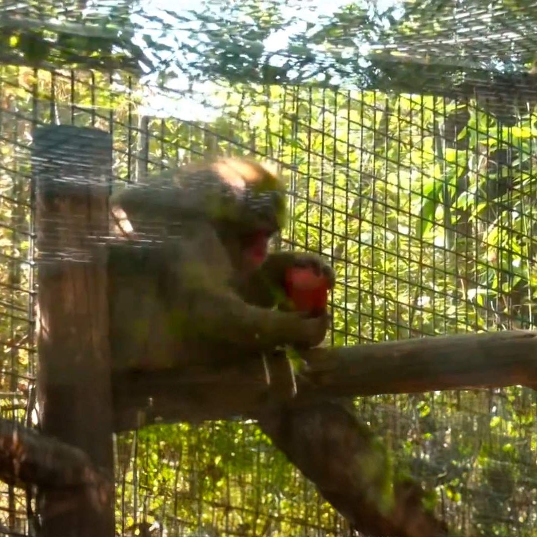Los animales del Zoológico de Chapultepec disfrutan paletas heladas