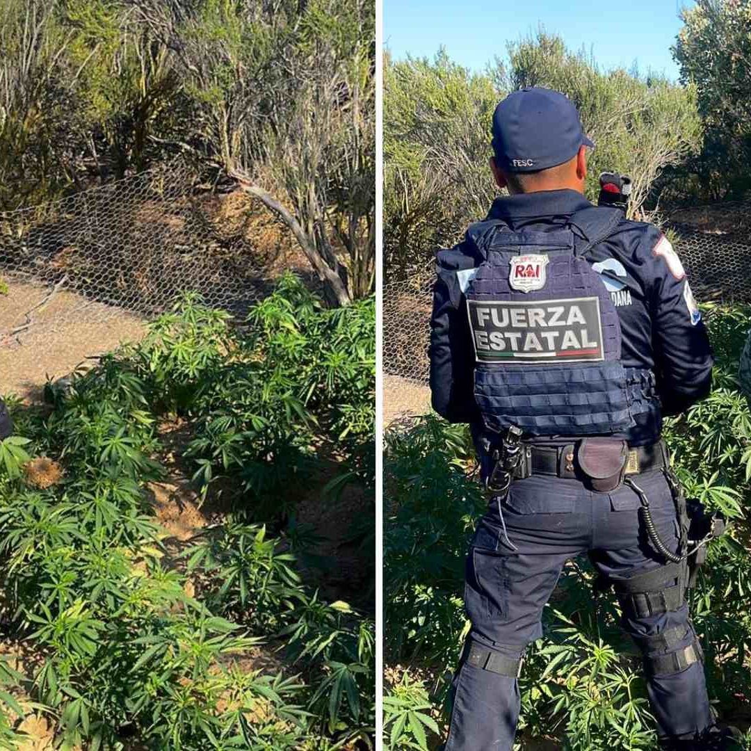 Localizan Plantío de Marihuana en Poblado El Hongo en Tecate, Baja California