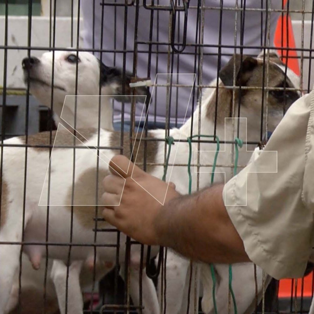 Mujer Fallece por Presunto Ataque de Sus Cuatro Perros en Tampico, Tamaulipas