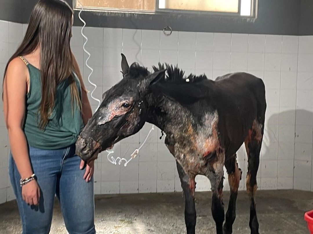 Fénix, uno de los caballos rescatados de los incendios en Chiapas