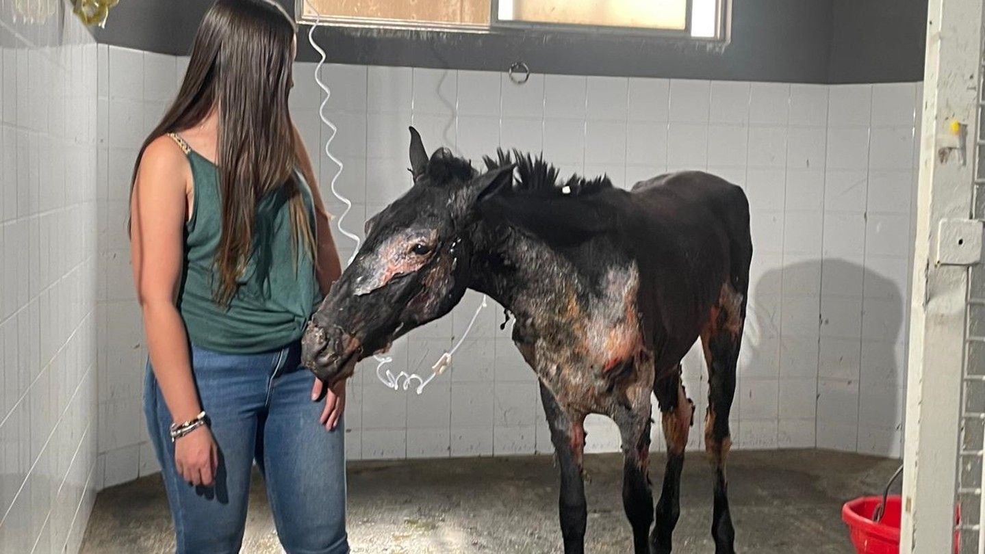 Fénix, uno de los caballos rescatados de los incendios en Chiapas