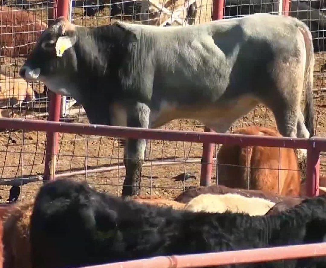 Anuncian Reapertura de Ganado a EUA; Iniciará en Frontera Agua Prieta, Sonora - Douglas, Arizona