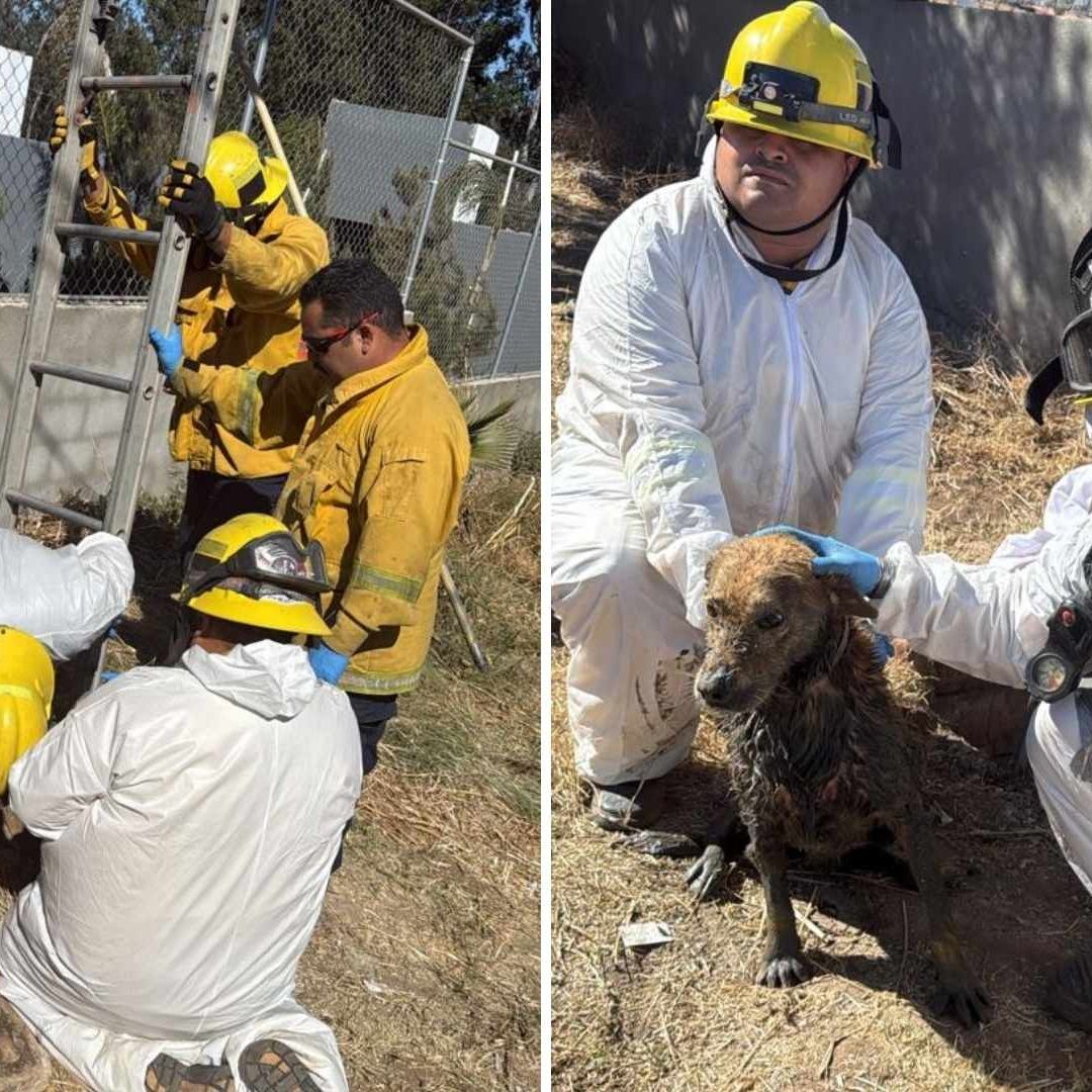 Perro es Rescatado Tras Caer en Fosa con Desechos en San Antonio de las Minas
