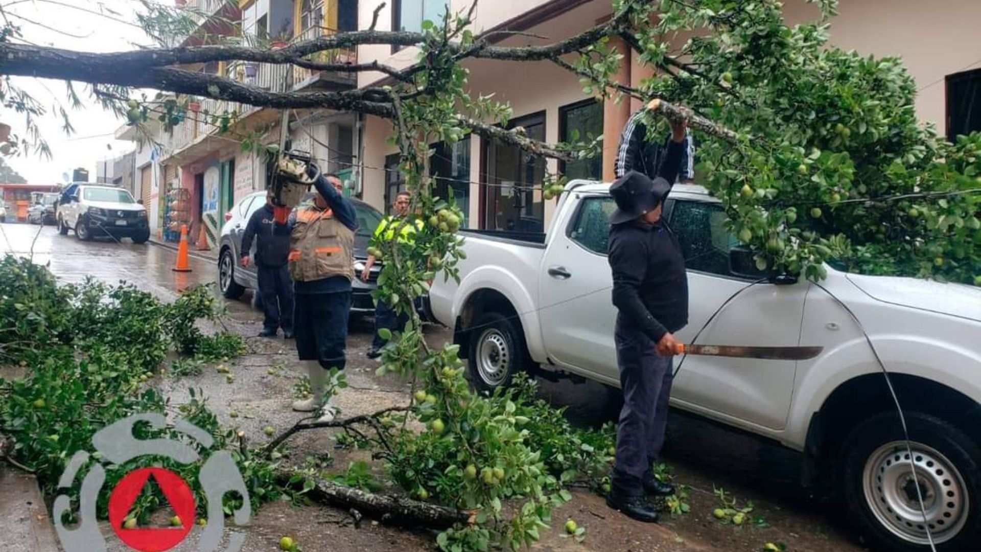 se cae rama de arbol por lluvias en queretaro