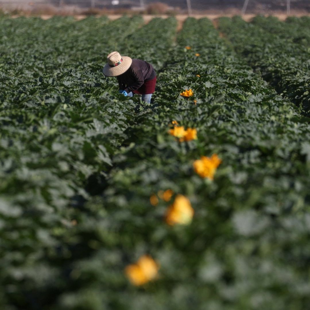 Migrante trabajando en campo de Oxnard