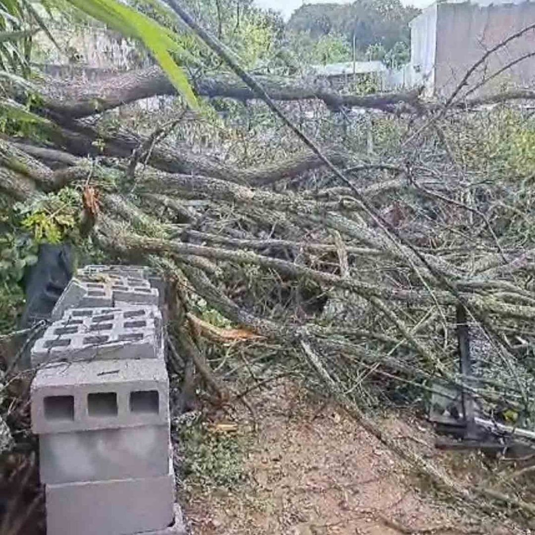 Dos Mujeres Atrapadas Tras Caer Árbol en Casa en el Cerro de la Colonia Pescadores en Tampico