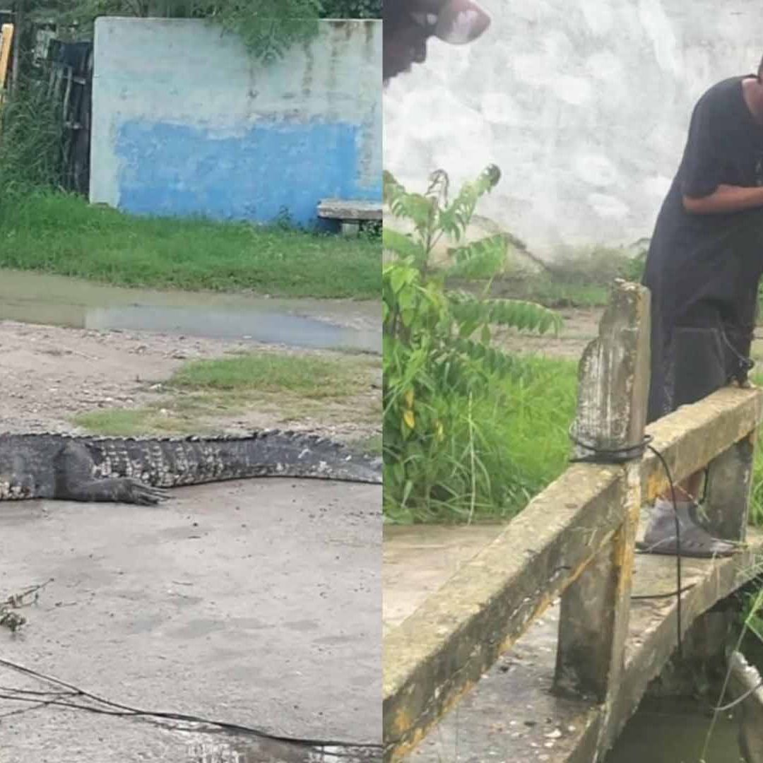 Captan a Joven Capturando a un Cocodrilo de Dos Metros en Ciudad Madero