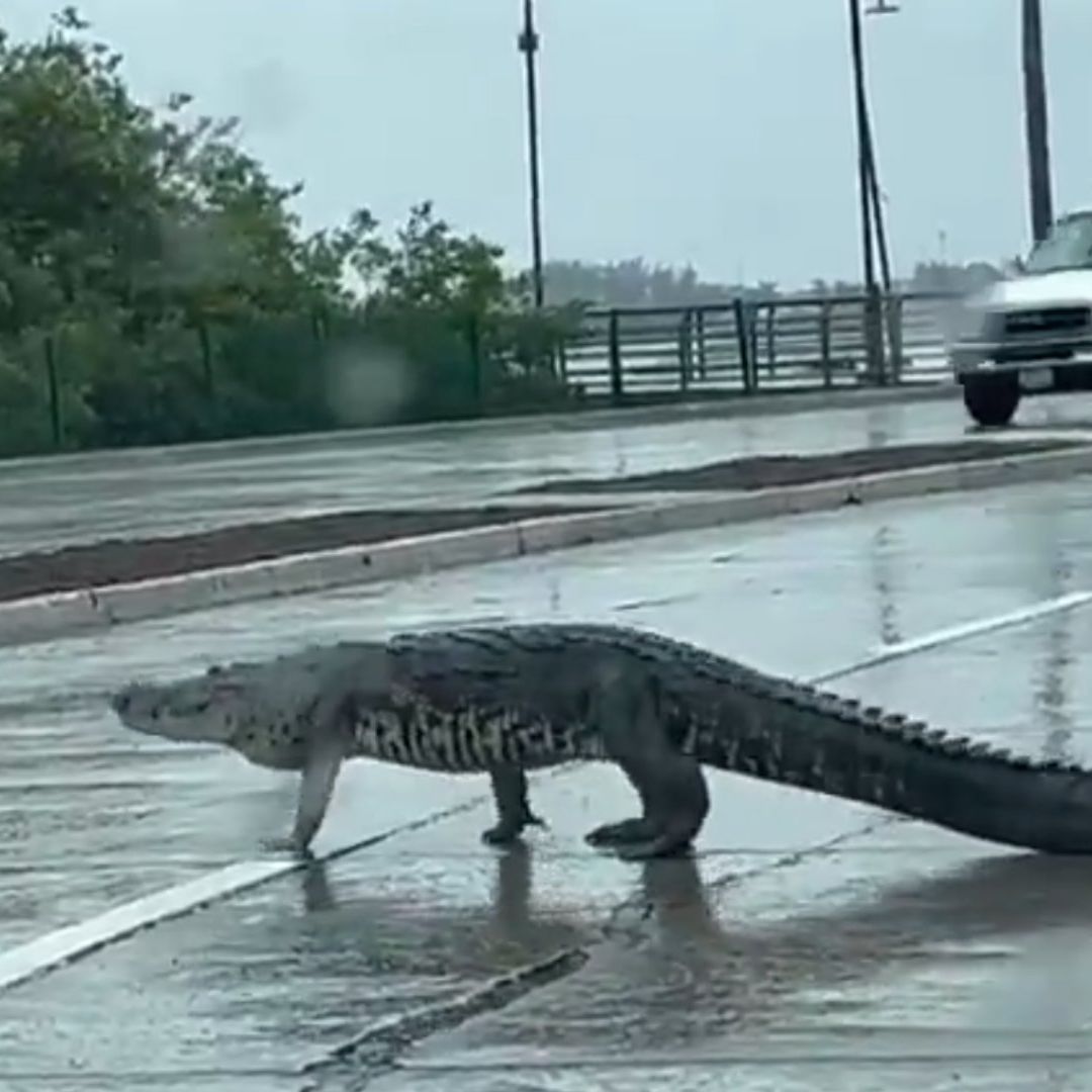 Cocodrilo 'Juancho' Sale de la Laguna del Carpintero en Tampico, por Inundaciones