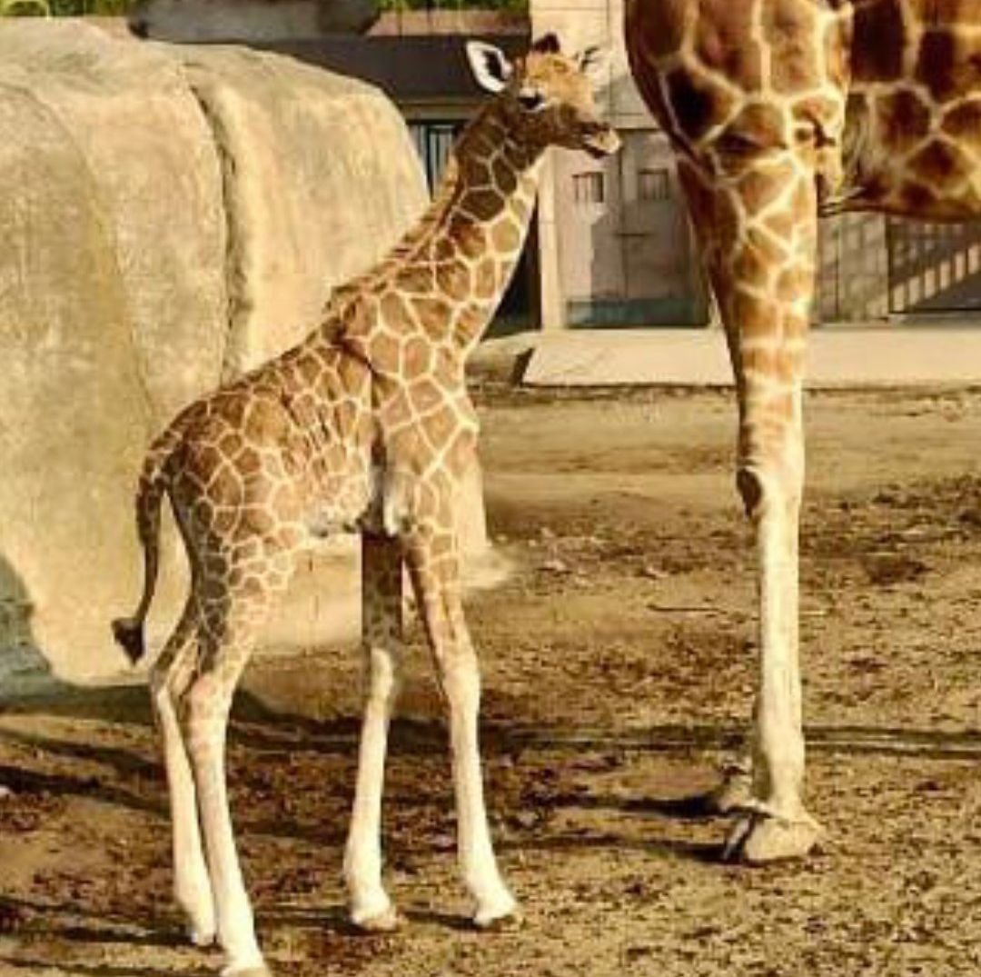 ¿Qué Nombre le Pondrías a la Jirafa Bebé del Zoológico Aragón? ¡Vota Ya!