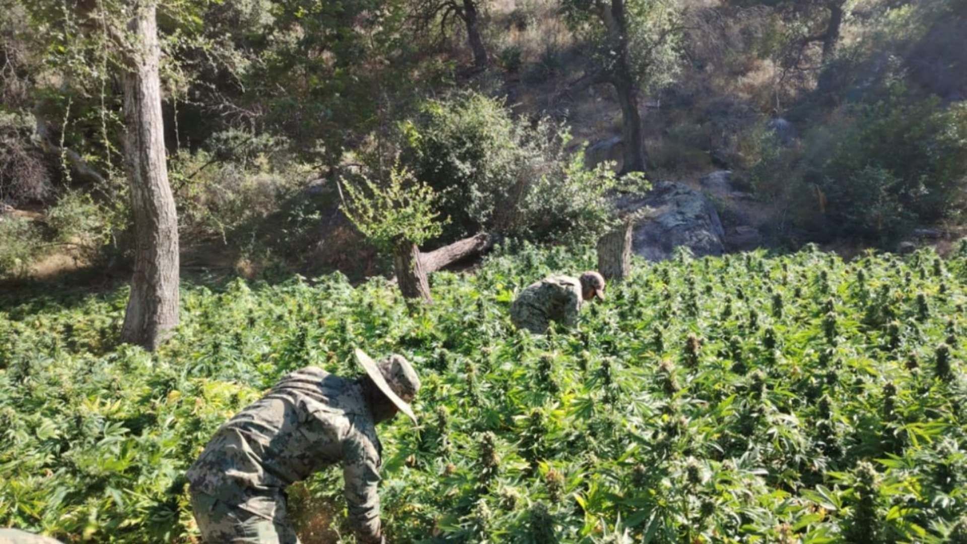 Destruyen plantíos de marihuana en valle de guadalupe
