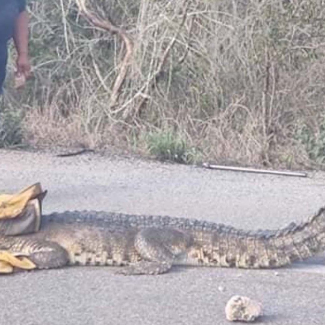 Bombero Sufre Mordida de un Cocodrilo en la Mano