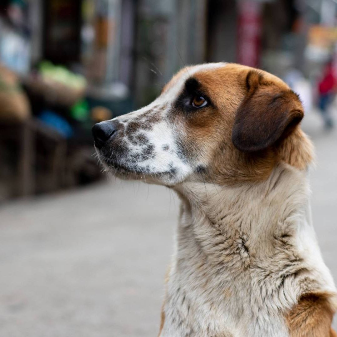 Halla a su Perrita en Parque, Atada y con Signos de Violencia en Ciudad Juárez