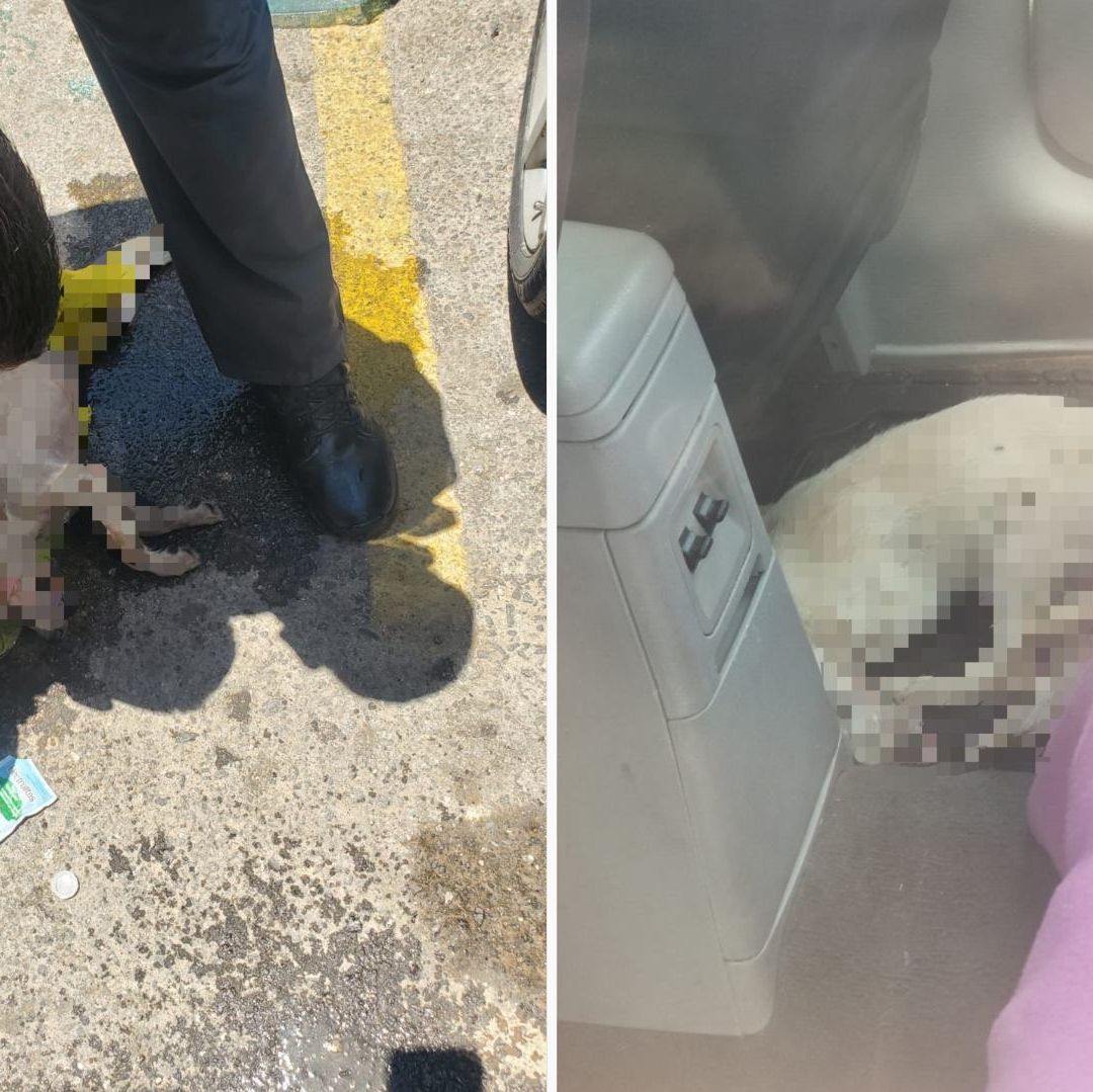 Abandonan a Perrito Dentro de un Auto en Mexicali y Muere de Calor