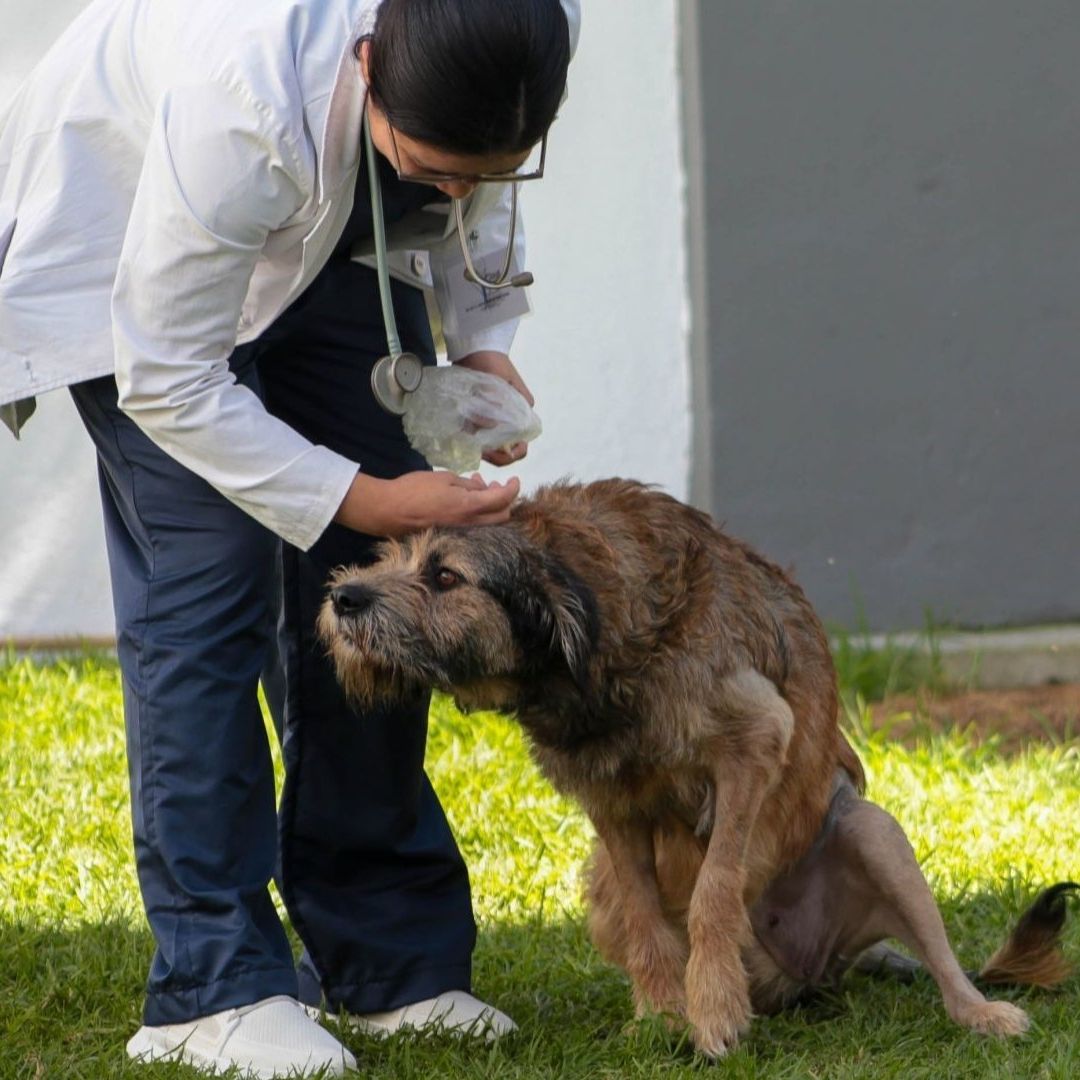 ¿Eres Veterinario? Ofrecen Trabajo de $11 Mil para Atender Perros y Gatos de Calle en CDMX