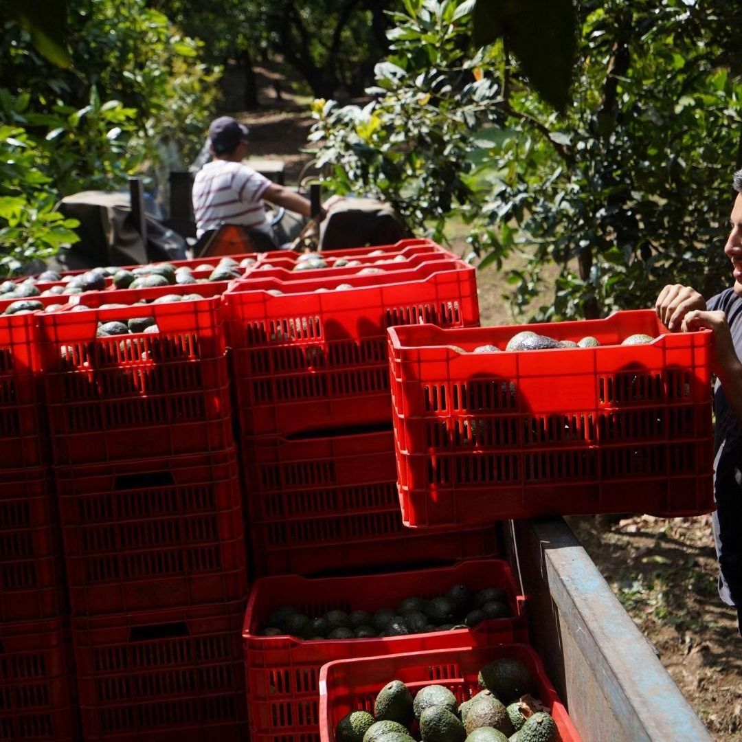 Michoacán Llega a Acuerdo con EUA para Reactivar Exportación de Aguacate y Mango