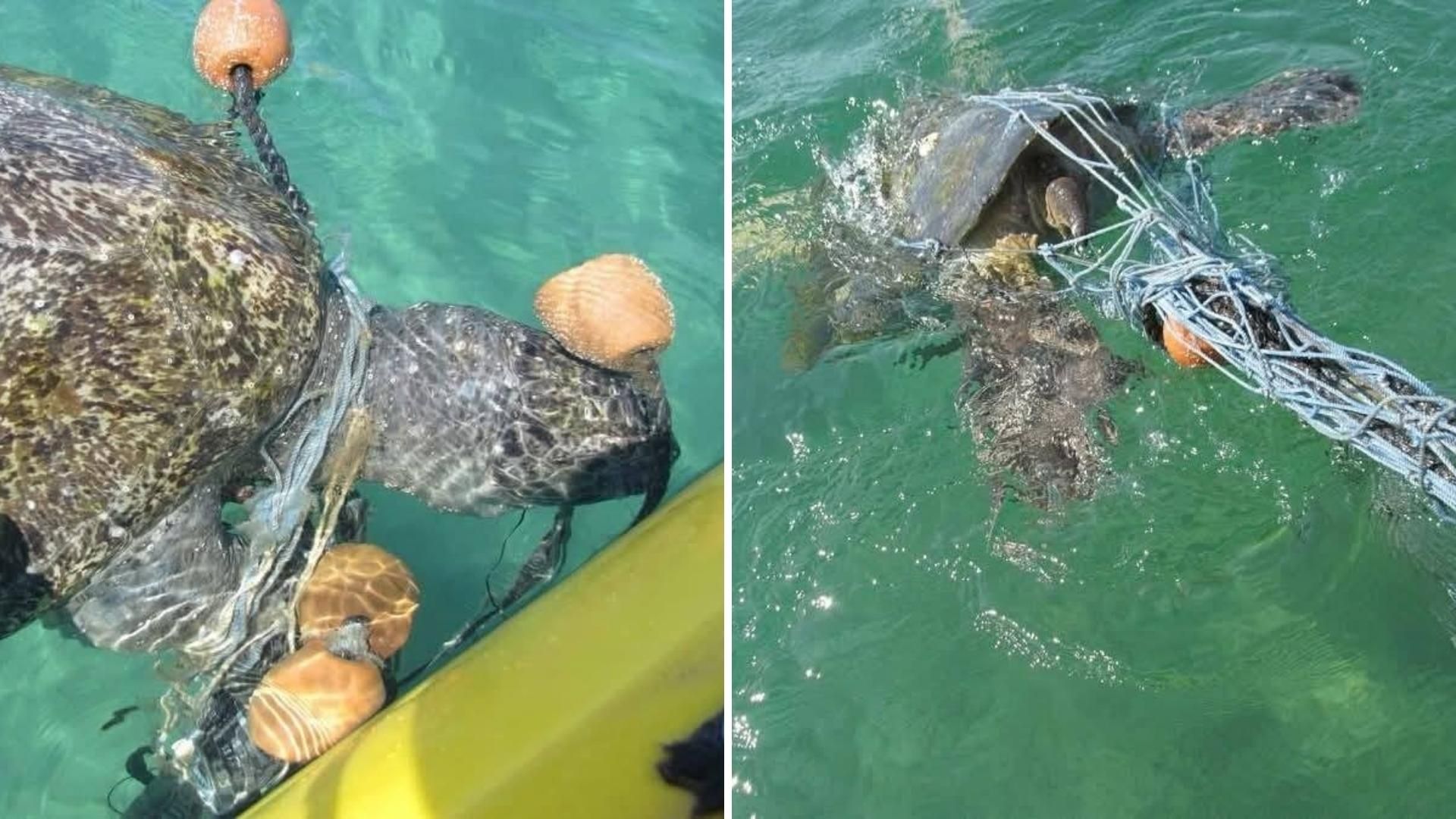 Turista Rescata Dos Tortugas Atrapadas en Red de Pesca en Baja California