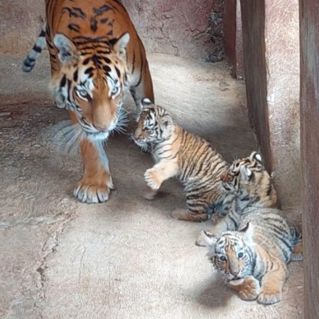 Tigresa Sorprende al Tener Cinco Hembras en Zoológico de Tulancingo, Hidalgo