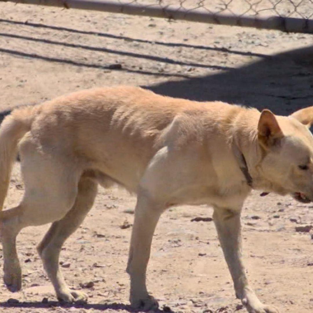 Medidas preventivas por golpes de calor en mascotas en Baja California