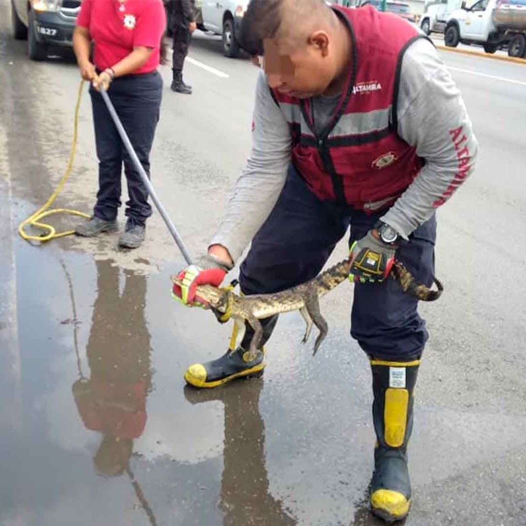 Rescatan a Cría de Cocodrilo de un Charco de Agua en Calles de Altamira