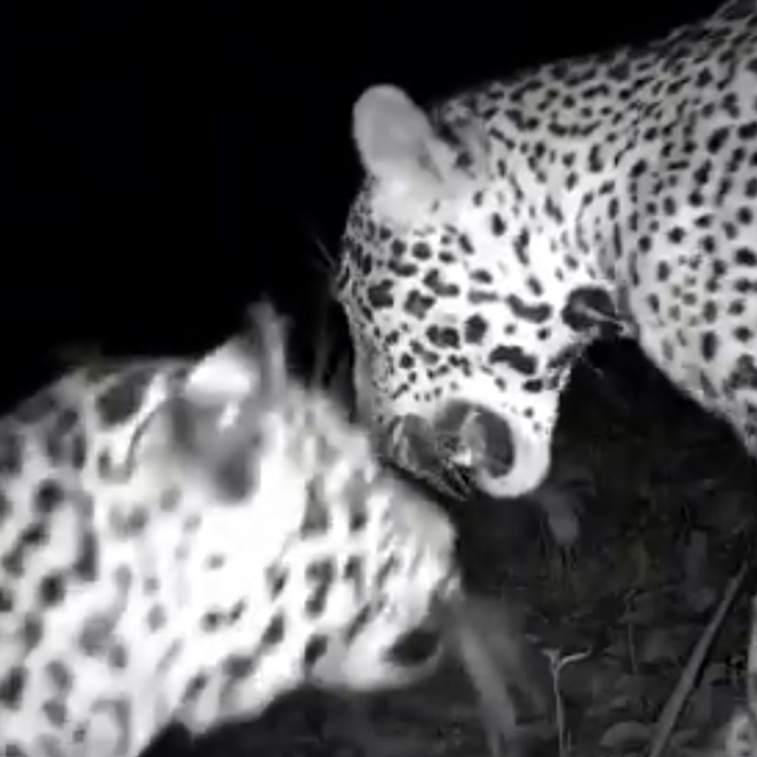 Dos Jaguares Son Captados con Cámara Trampa Cerca de Chichén Itzá