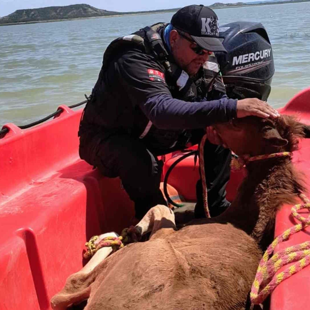 Protección Civil Rescata a mmás de 40 Caballos Atrapados en Islote de Presa Cerro Prieto