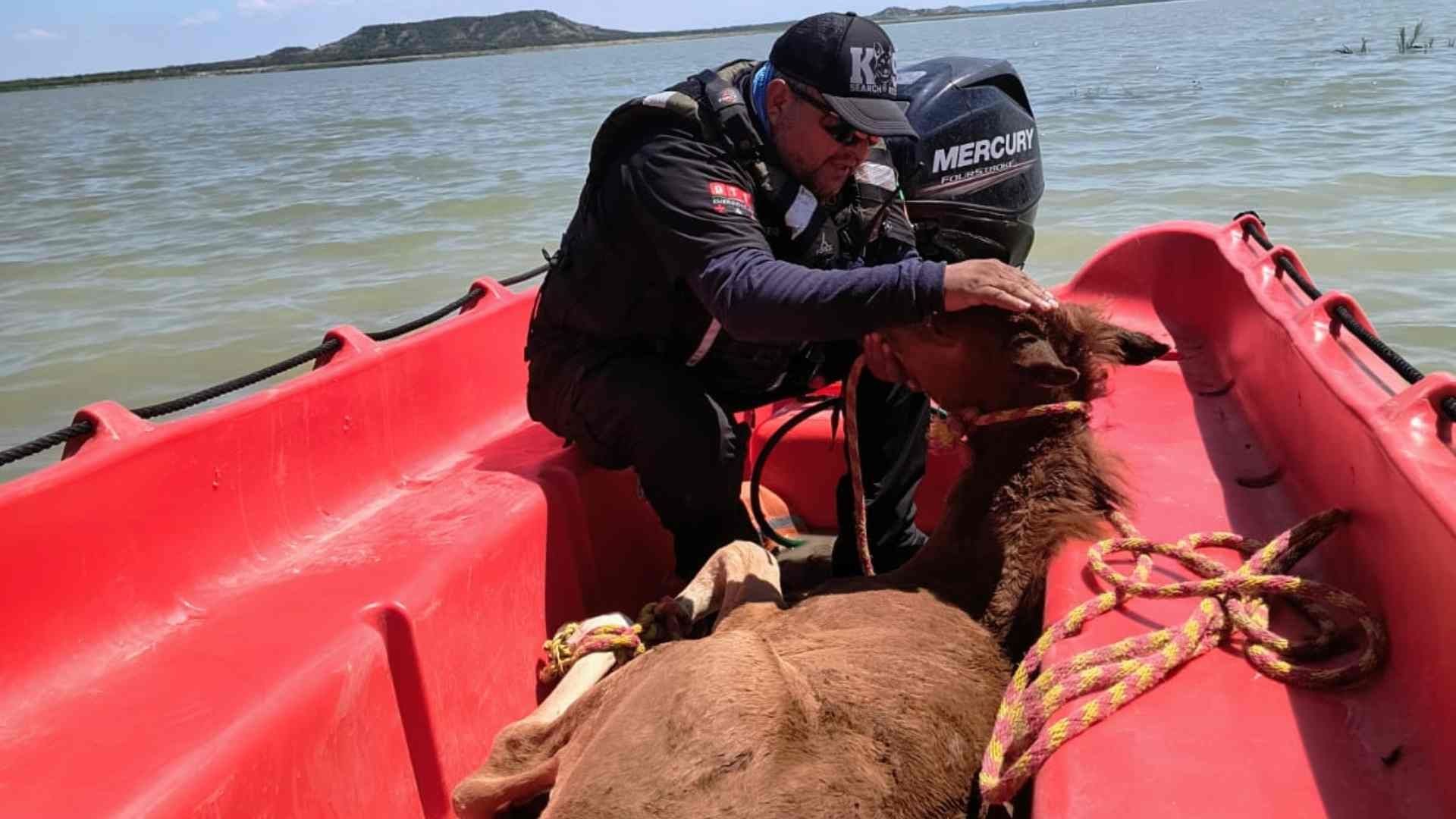 Protección Civil Rescata a mmás de 40 Caballos Atrapados en Islote de Presa Cerro Prieto
