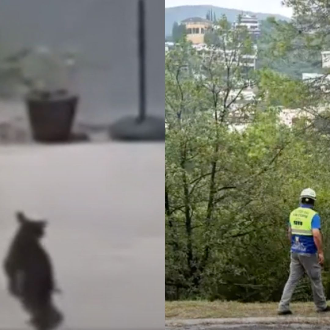 Capturan a oso