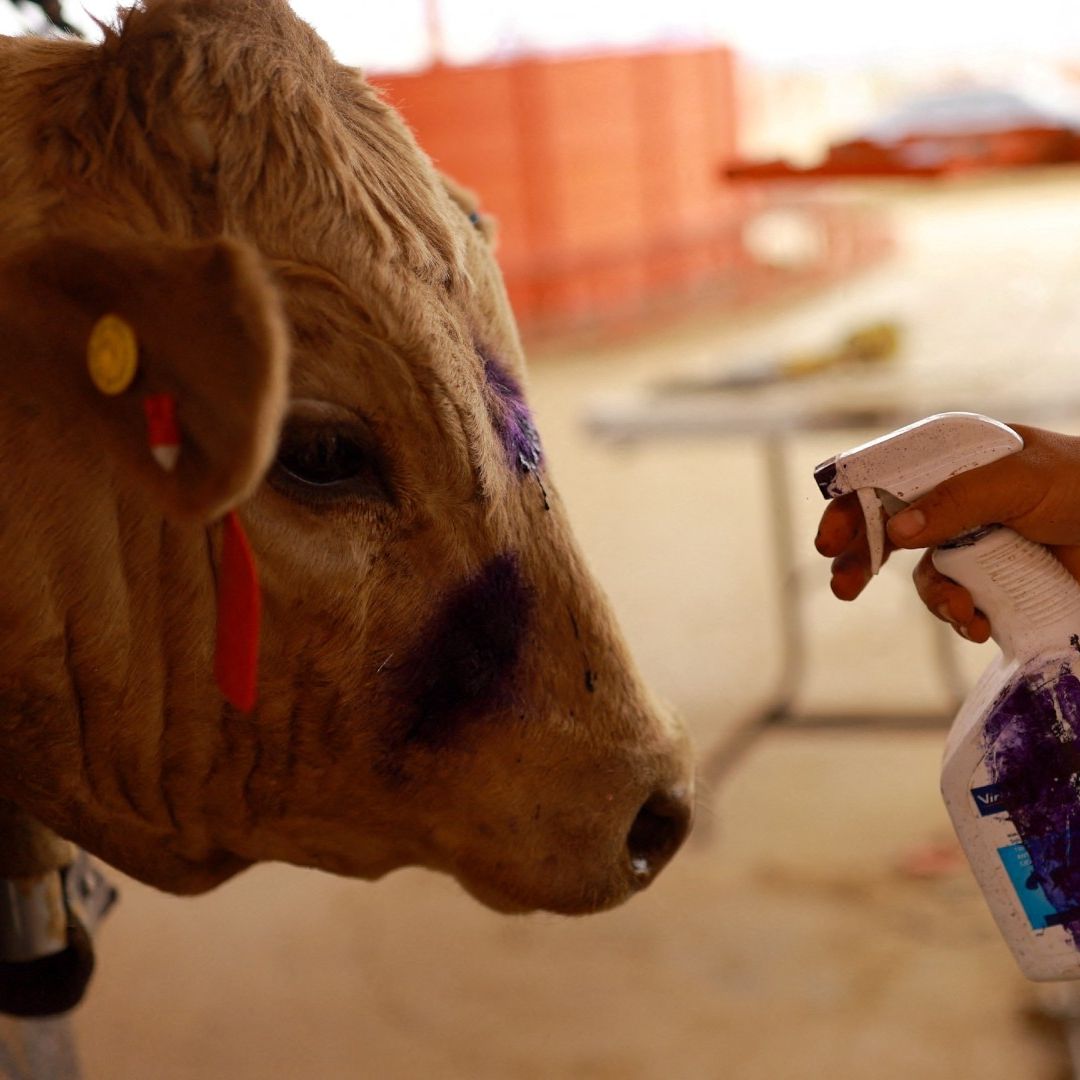 Una persona dispersa líquido sobre cabeza de una vaca