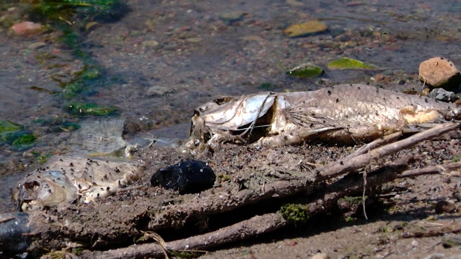 Peces Muertos Aparecen en Presa en Tijuana: ¿Es Seguro la Zona?