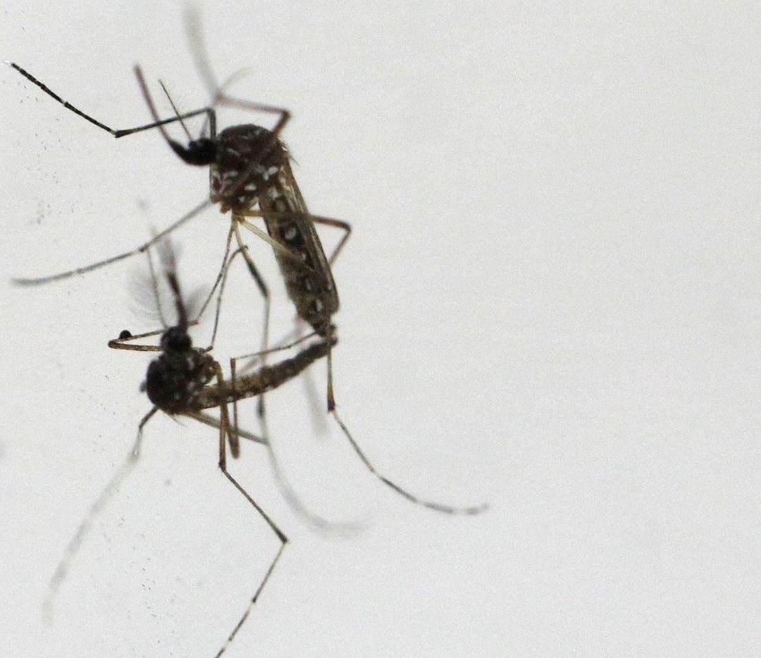 Los casos de dengue en México han aumentado 385% en lo que va del año