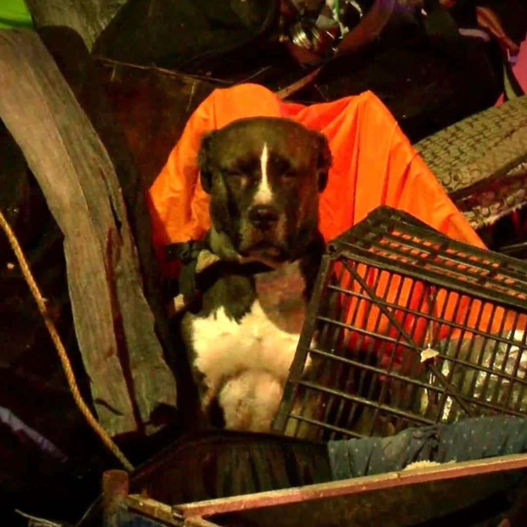 Su perrito permaneció fiel en el lugar ante el asesinato de su amo.