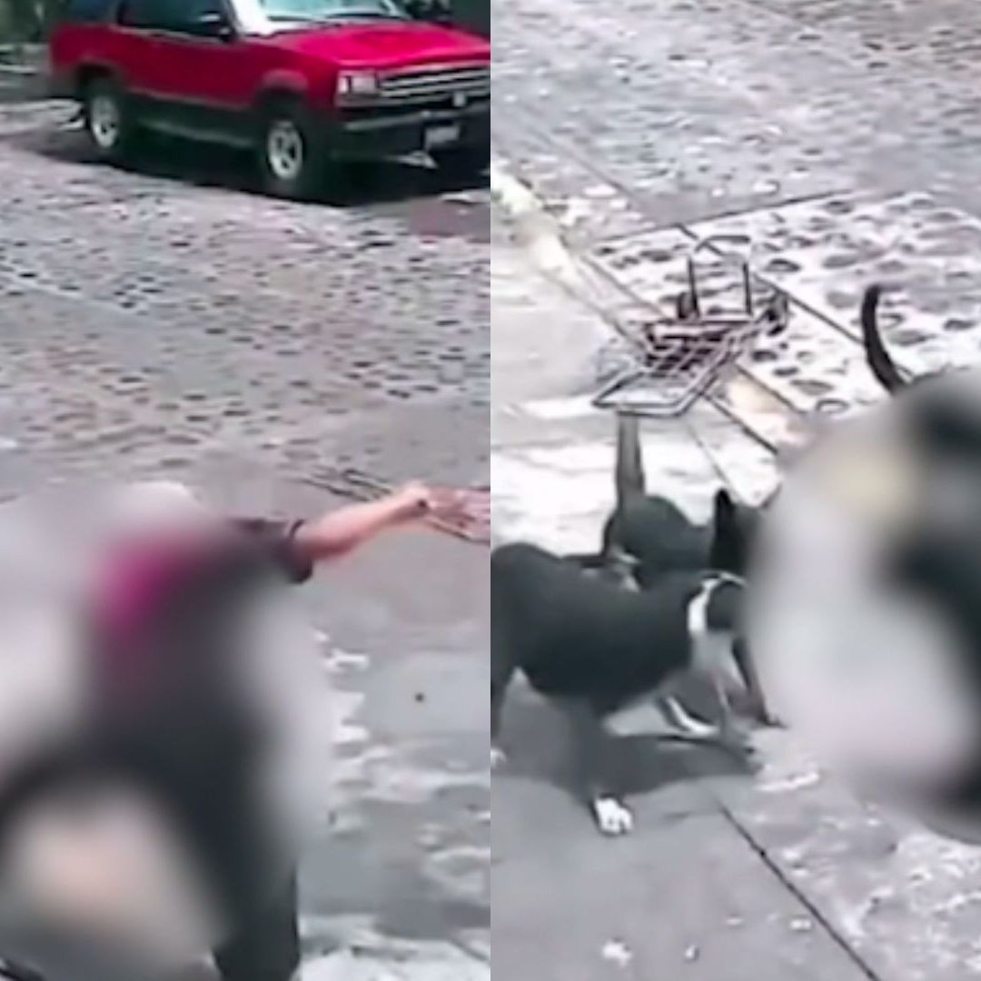 perros atacan a abuelita violentamente