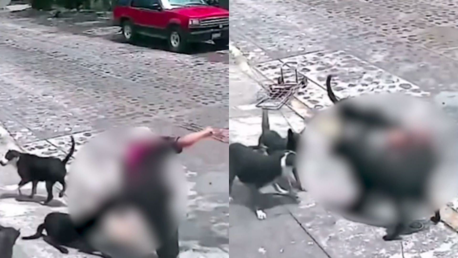 perros atacan a abuelita violentamente