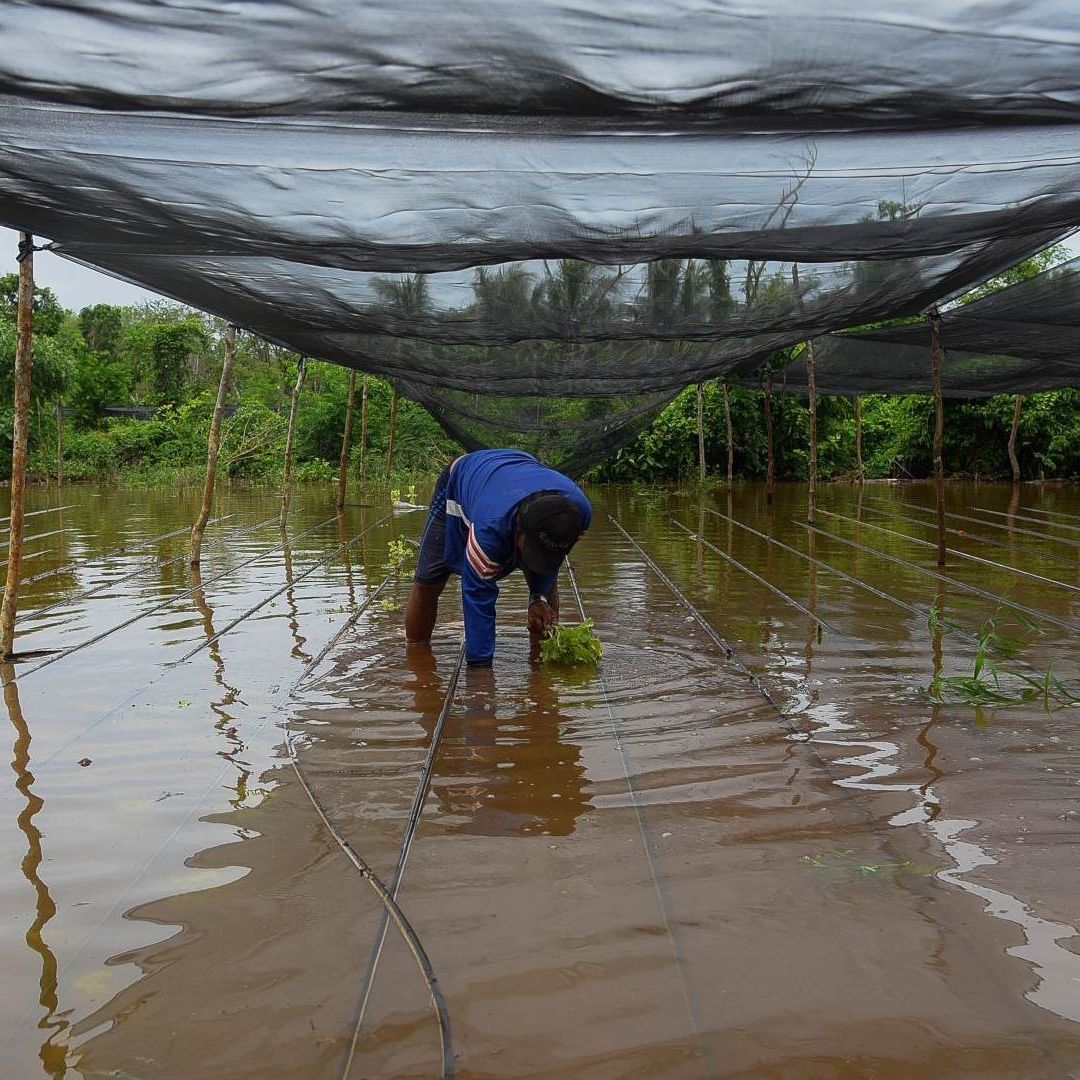Lluvias afectan cultivos de pobladores en Campeche