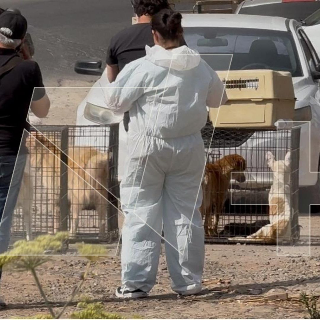 Rescatan a 300 Perros en Cateo por Maltrato Animal en Ensenada