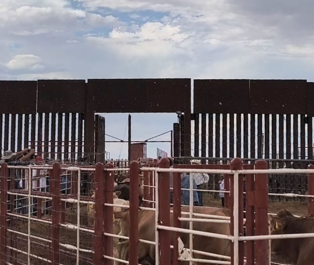Realizan Primer Cruce de Ganado Mexicano a EUA por Agua Prieta, Sonora