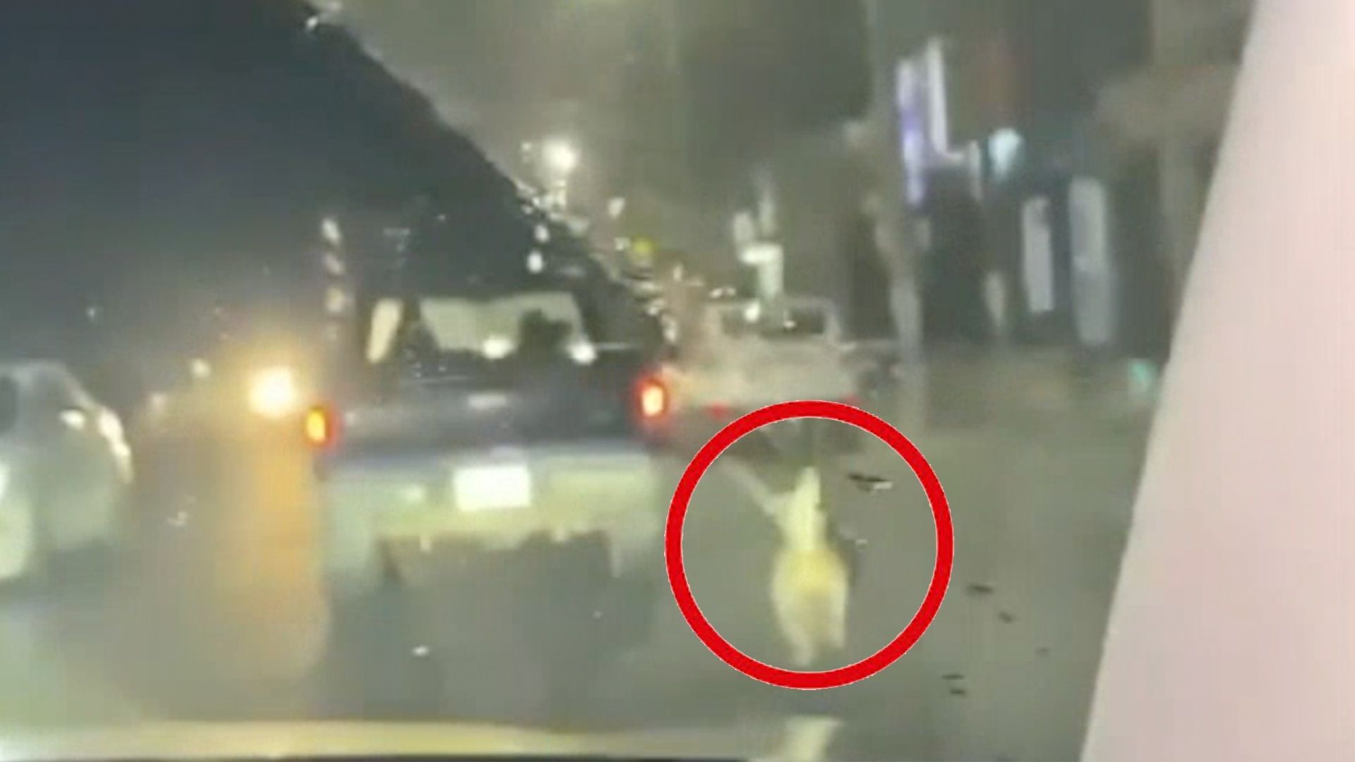El animal fue entregado a una asociación protectora de animales y es evaluado por un médico veterinario.